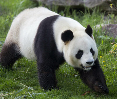 معلومات عن حيوان الباندا